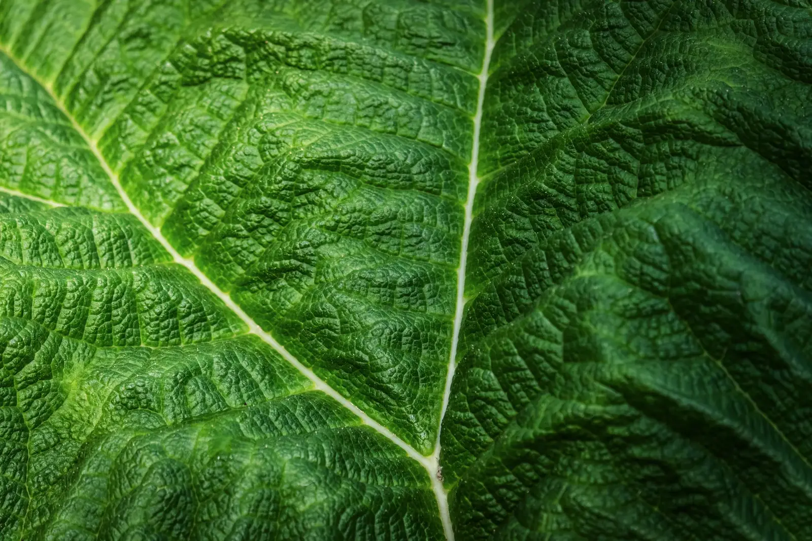 Detailed macro of a vibrant green leaf showcasing its intricate texture and vein pattern.