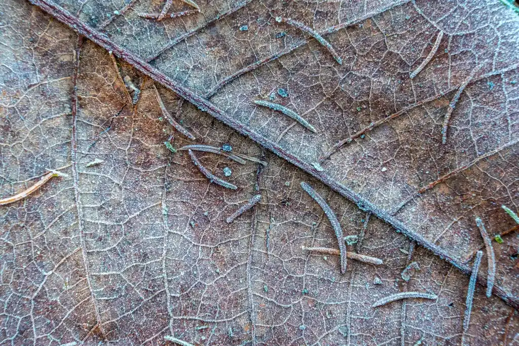 Close-up view of a frosty oak leaf showcasing intricate natural patterns and textures.