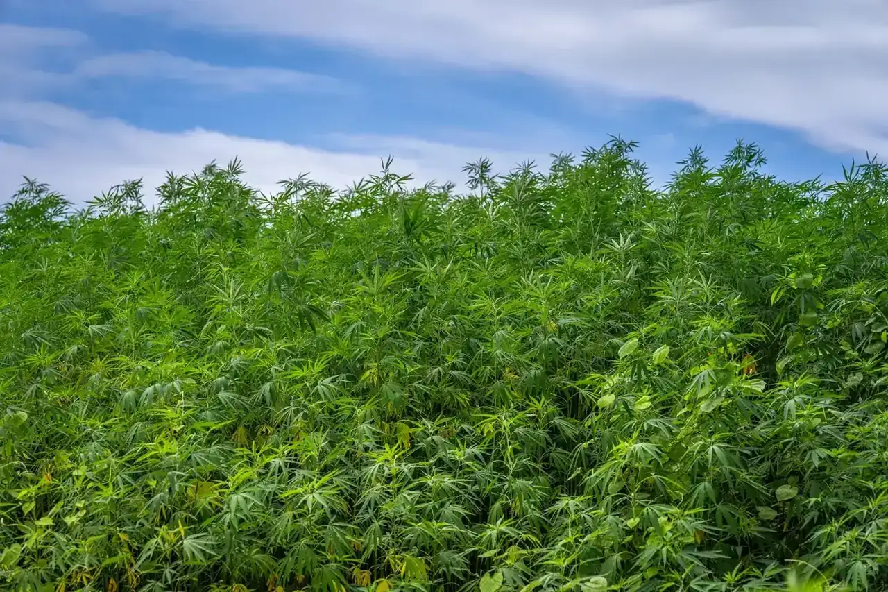 Expansive cannabis plants growing densely under a bright, clear blue sky.