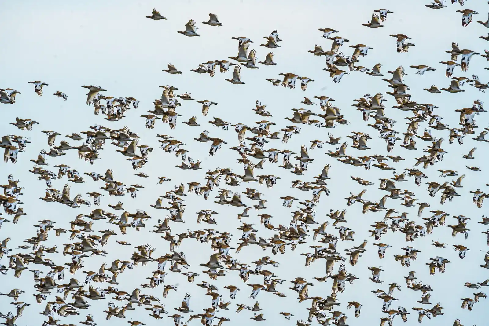 A massive flock of geese flying across the clear blue sky, showcasing the beauty of migration.