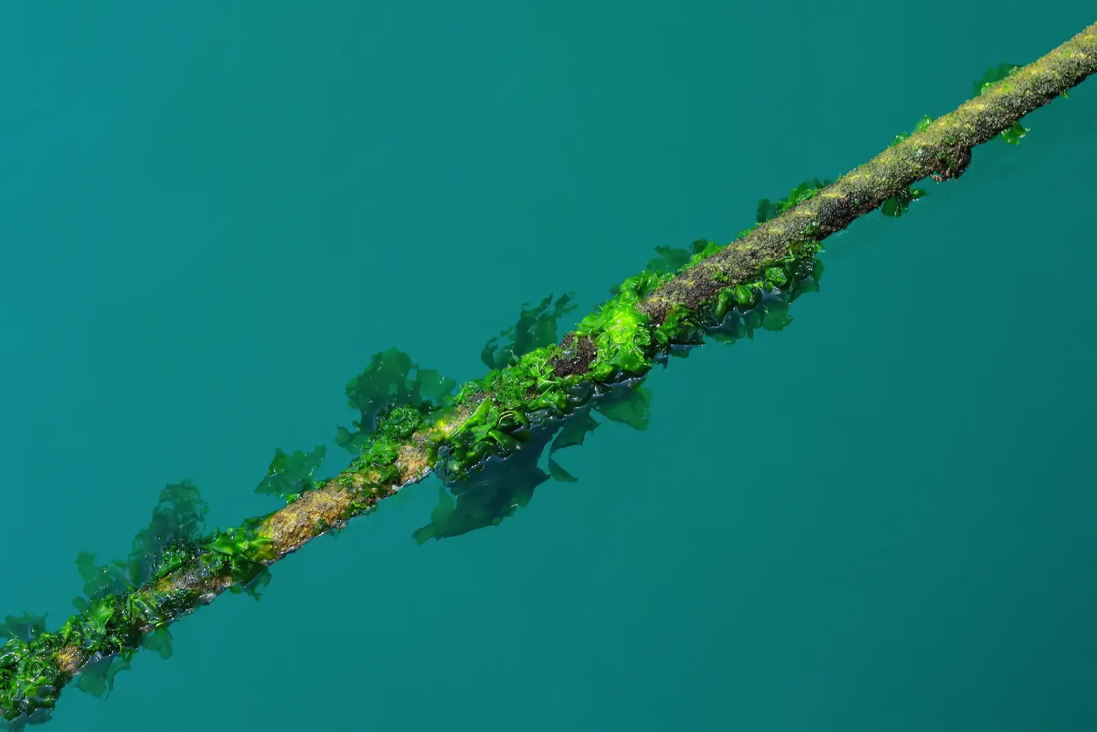 Detailed view of a rope with green algae submerged in clear turquoise water.